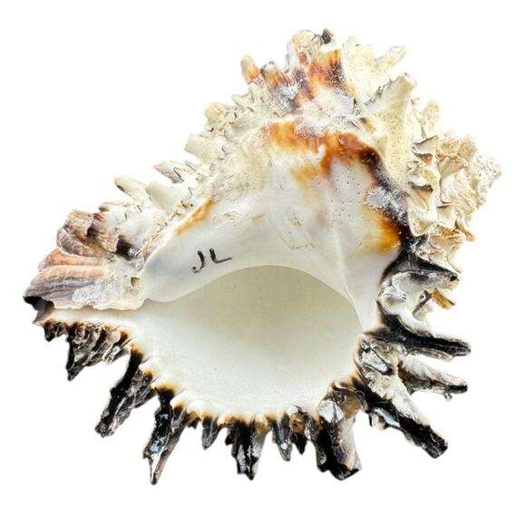 Natural Sea Shell Hepaplex Radix Conch White Black Brown 3.5 Inch - Picture 2 of 4